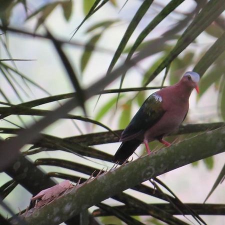 Batu Kapal Jungle Houses Hotel Berastagi Bagian luar foto