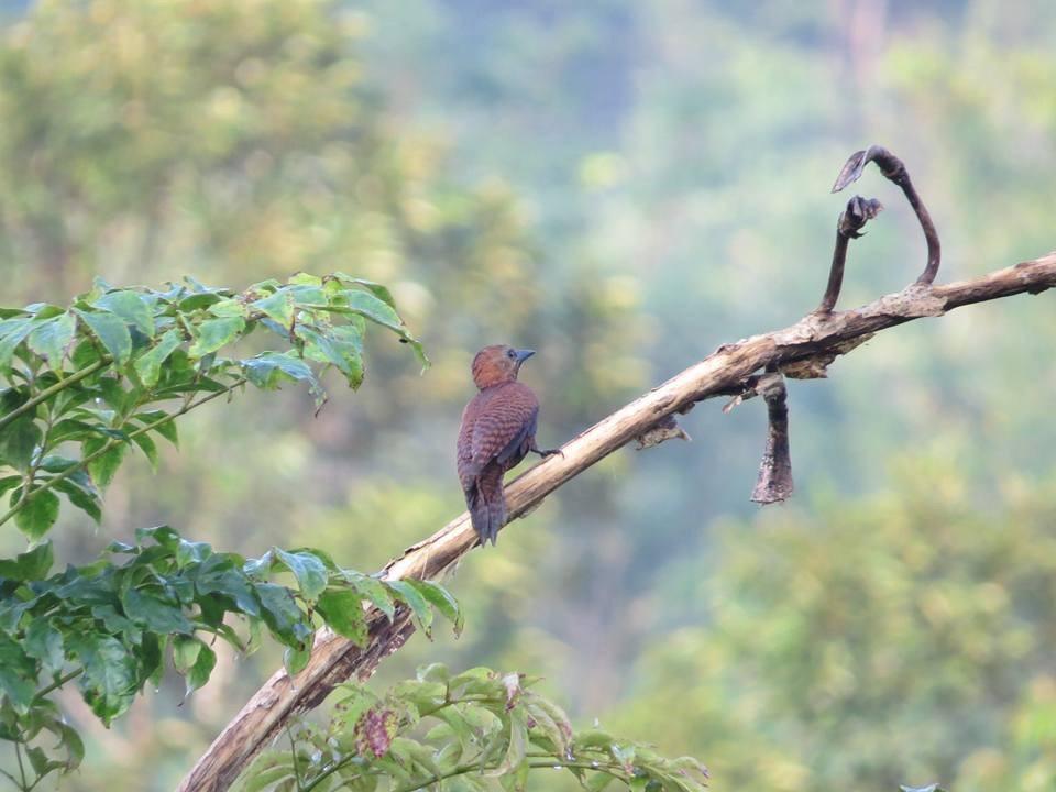 Batu Kapal Jungle Houses Hotel Berastagi Bagian luar foto